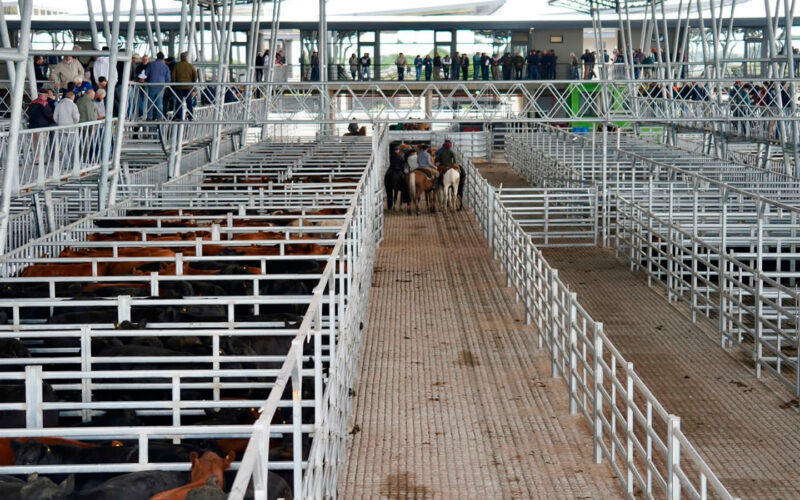 Mercado Agro Ganadero (MAG)