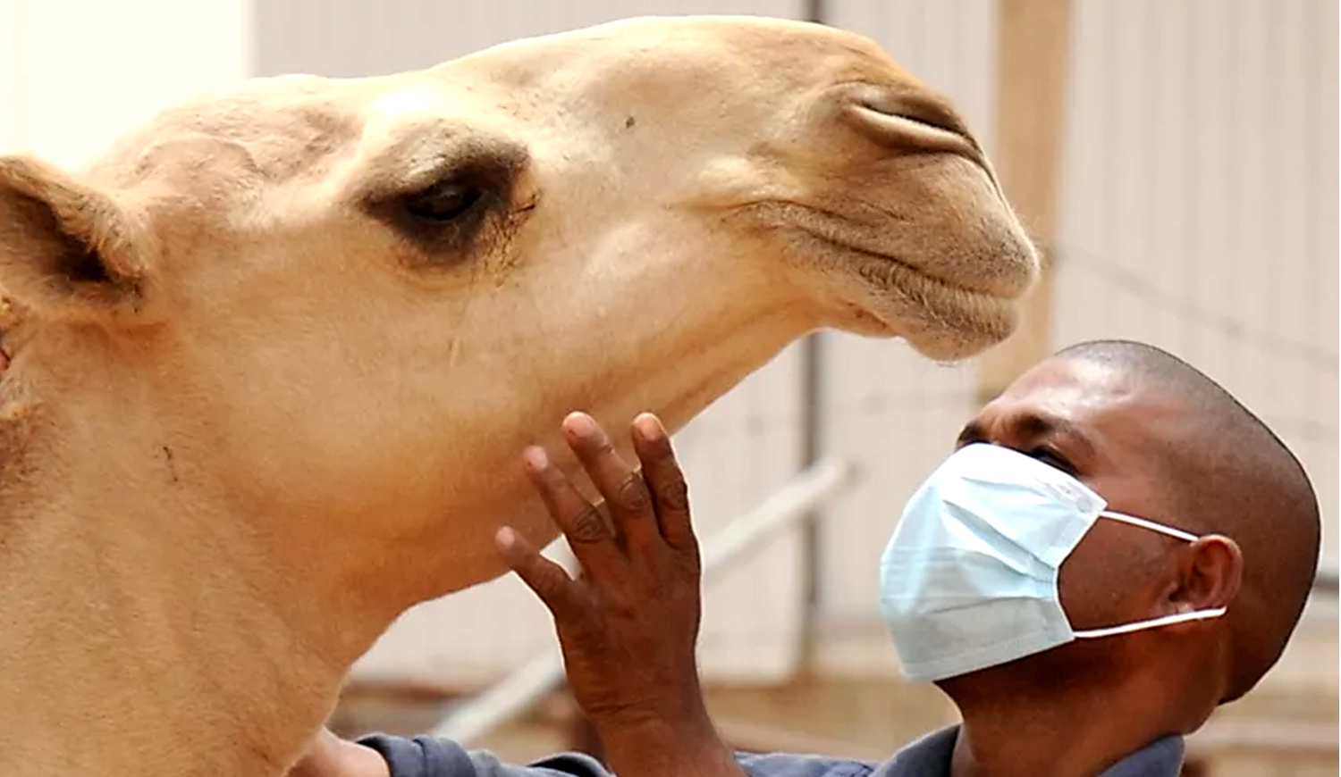 El 60 De Las Infecciones Humanas Son De Origen Animal Y Crece El 